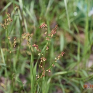 Rumex acetosella at Weston, ACT - 1 Nov 2020