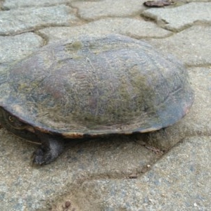 Chelodina longicollis at Symonston, ACT - 1 Nov 2020