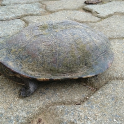 Chelodina longicollis (Eastern Long-necked Turtle) at Symonston, ACT - 1 Nov 2020 by CallumBraeRuralProperty