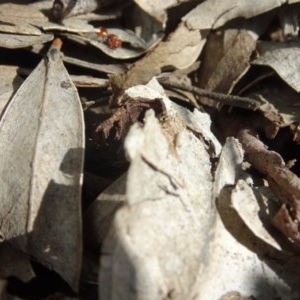 Mutillidae (family) at Aranda, ACT - 1 Nov 2020