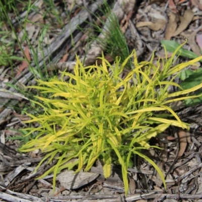 Xerochrysum viscosum (Sticky Everlasting) at Hughes, ACT - 1 Nov 2020 by LisaH