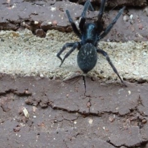 Badumna insignis at Aranda, ACT - 1 Nov 2020