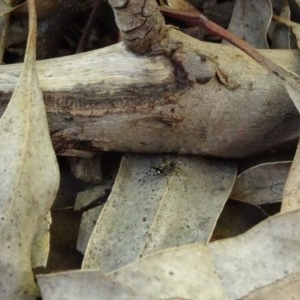 Zodariidae (family) at Aranda, ACT - 1 Nov 2020