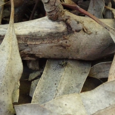 Zodariidae (family) (Unidentified Ant spider or Spotted ground spider) at Aranda, ACT - 1 Nov 2020 by Jubeyjubes