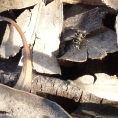 Zodariidae (family) at Aranda, ACT - 1 Nov 2020