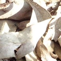 Zodariidae (family) at Aranda, ACT - 1 Nov 2020