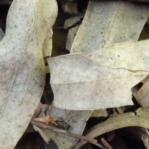 Zodariidae (family) at Aranda, ACT - 1 Nov 2020