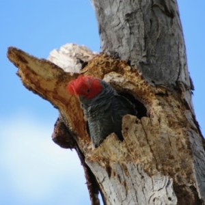 Callocephalon fimbriatum at Hughes, ACT - 1 Nov 2020