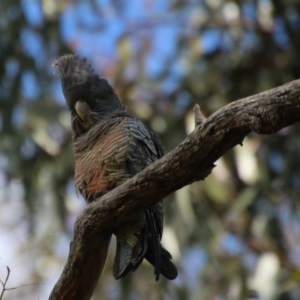 Callocephalon fimbriatum at Hughes, ACT - suppressed