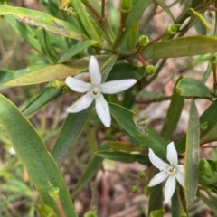 Philotheca myoporoides subsp. myoporoides (Long-leaf Waxflower) at Hughes, ACT - 1 Nov 2020 by LisaH