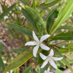 Philotheca myoporoides subsp. myoporoides at Hughes, ACT - 1 Nov 2020