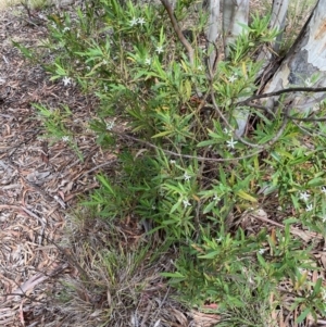 Philotheca myoporoides subsp. myoporoides at Hughes, ACT - 1 Nov 2020