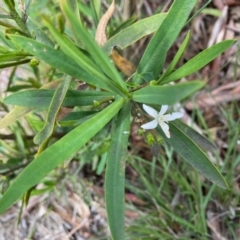 Philotheca myoporoides subsp. myoporoides at Hughes, ACT - 1 Nov 2020