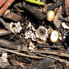 Cyathus sp. (A Bird's Nest Fungus) at Garran, ACT - 1 Nov 2020 by ruthkerruish