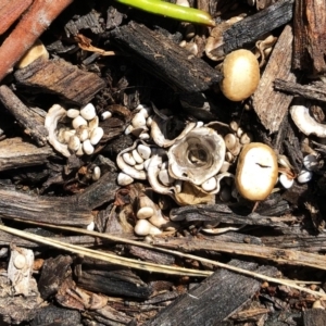 Cyathus sp. at Garran, ACT - 1 Nov 2020