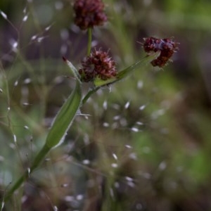 Luzula densiflora at Coree, ACT - 1 Nov 2020