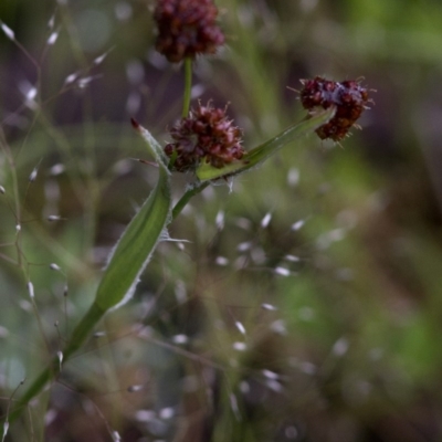 Luzula densiflora (Dense Wood-rush) at Lower Cotter Catchment - 31 Oct 2020 by JudithRoach