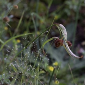 Luzula densiflora at Coree, ACT - 1 Nov 2020