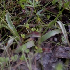 Luzula densiflora at Coree, ACT - 1 Nov 2020