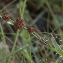 Luzula densiflora at Coree, ACT - 1 Nov 2020