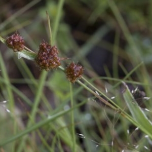 Luzula densiflora at Coree, ACT - 1 Nov 2020