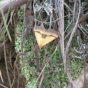 Anachloris subochraria at Paddys River, ACT - 1 Nov 2020 01:13 PM