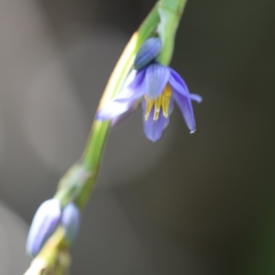 Dianella congesta at Corunna, NSW - 1 Nov 2020 by LocalFlowers