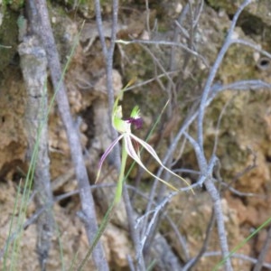 Caladenia parva at Paddys River, ACT - 1 Nov 2020