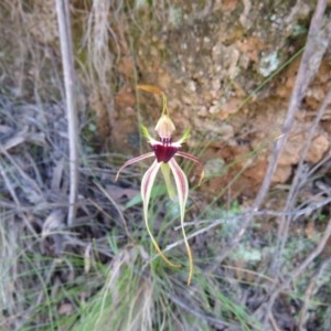 Caladenia parva at Paddys River, ACT - 1 Nov 2020