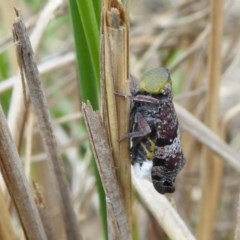 Platybrachys decemmacula (Green-faced gum hopper) at Rugosa - 1 Nov 2020 by SenexRugosus