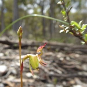 Caleana minor at Yass River, NSW - 1 Nov 2020