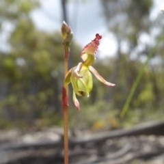 Caleana minor at Yass River, NSW - 1 Nov 2020