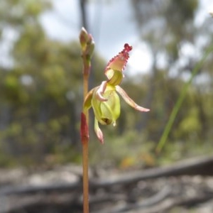 Caleana minor at Yass River, NSW - 1 Nov 2020