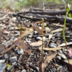 Caleana minor at Yass River, NSW - 1 Nov 2020