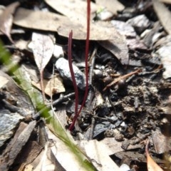 Caleana minor at Yass River, NSW - 1 Nov 2020