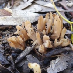 Clavulina sp. (A coral fungus) at Yass River, NSW - 31 Oct 2020 by SenexRugosus