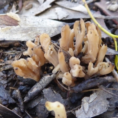 Clavulina sp. (A coral fungus) at Yass River, NSW - 31 Oct 2020 by SenexRugosus