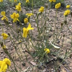 Goodenia pinnatifida (Scrambled Eggs) at Deakin, ACT - 31 Oct 2020 by KL