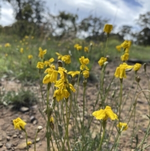 Goodenia pinnatifida at Deakin, ACT - 1 Nov 2020