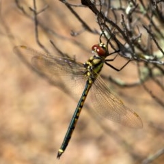 Hemicordulia tau (Tau Emerald) at Tuggeranong DC, ACT - 1 Nov 2020 by trevsci