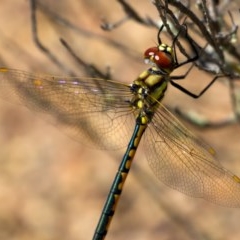 Hemicordulia tau at Tuggeranong DC, ACT - 1 Nov 2020