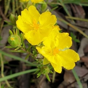 Hibbertia calycina at Cook, ACT - 12 Oct 2020 08:50 AM