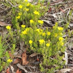 Hibbertia calycina at Cook, ACT - 12 Oct 2020 08:50 AM