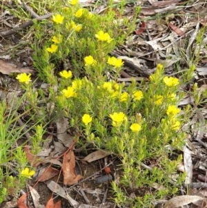 Hibbertia calycina at Cook, ACT - 12 Oct 2020