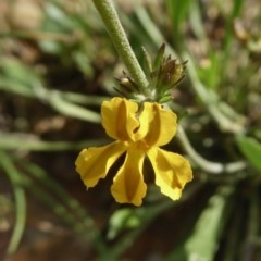 Goodenia bellidifolia subsp. bellidifolia (Daisy Goodenia) at Rugosa - 30 Oct 2020 by SenexRugosus