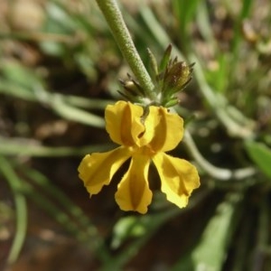 Goodenia bellidifolia subsp. bellidifolia at Yass River, NSW - 30 Oct 2020