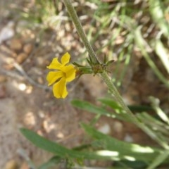 Goodenia bellidifolia subsp. bellidifolia at Yass River, NSW - 30 Oct 2020