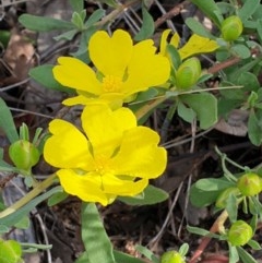 Hibbertia obtusifolia (Grey Guinea-flower) at Cook, ACT - 15 Oct 2020 by drakes