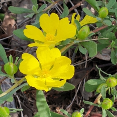 Hibbertia obtusifolia (Grey Guinea-flower) at Mount Painter - 15 Oct 2020 by drakes