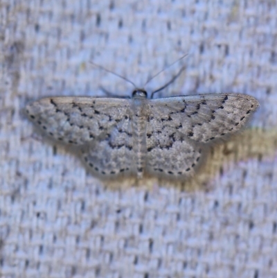 Idaea philocosma (Flecked Wave) at O'Connor, ACT - 27 Nov 2019 by ibaird